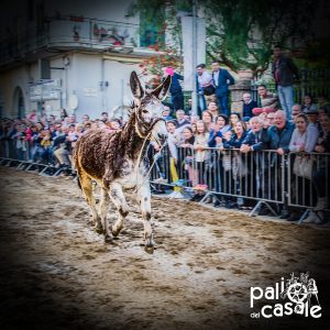 race of donkeys previous edition 2